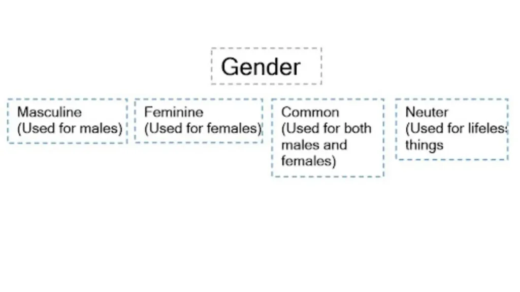 Type Of Noun Based On Gender